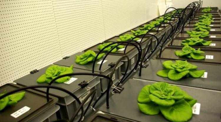 Uzayda bitki yetiştirebilmek için yeni toprak üretildi